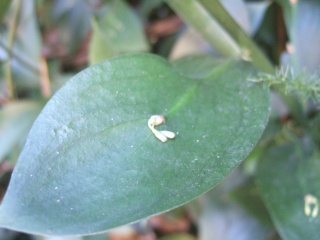 Ruscus hypophyllum Dscf7721