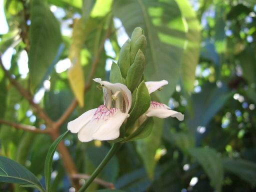 Justicia adhatoda (= Adhatoda vasica) - carmentine en arbre Dscf7929