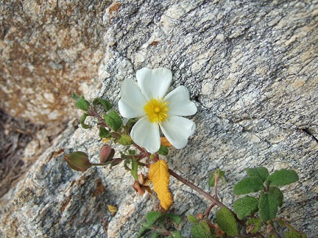 Cistus salviifolius - ciste à feuille de sauge Dscf7932