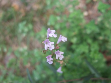 Clinopodium nepeta - petit calament Dscf8023