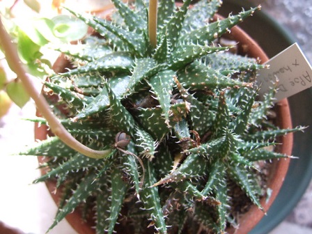 Aloe descoingsii x hawortioides Dscf8129