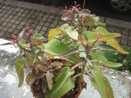 Bryophyllum daigremontiana (= Kalanchoe daigremontiana) Dscf8138