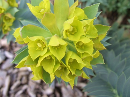 Euphorbia rigida - euphorbe rigide Dscf8539