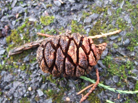 Sequoiadendron giganteum - séquoia géant Dscf8635