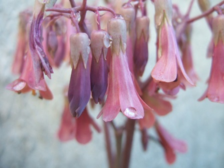 Bryophyllum daigremontiana (= Kalanchoe daigremontiana) Dscf8842