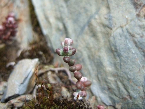 Sedum brevifolium - orpin à feuilles courtes Dscf9115