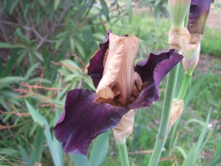 Floraison de nos iris barbus saison 2014 Dscf9613
