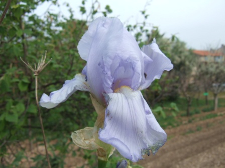Floraison de nos iris barbus saison 2014 Dscf9618