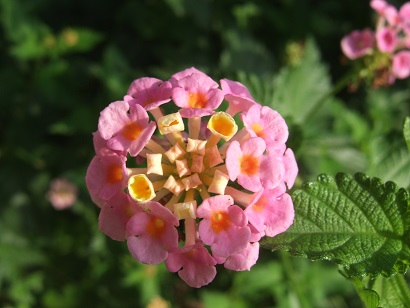 Lantana camara Dscf9912