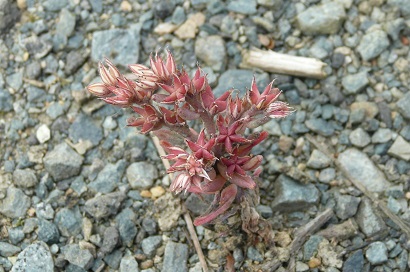 Sedum rubens - orpin rougeâtre P1010611