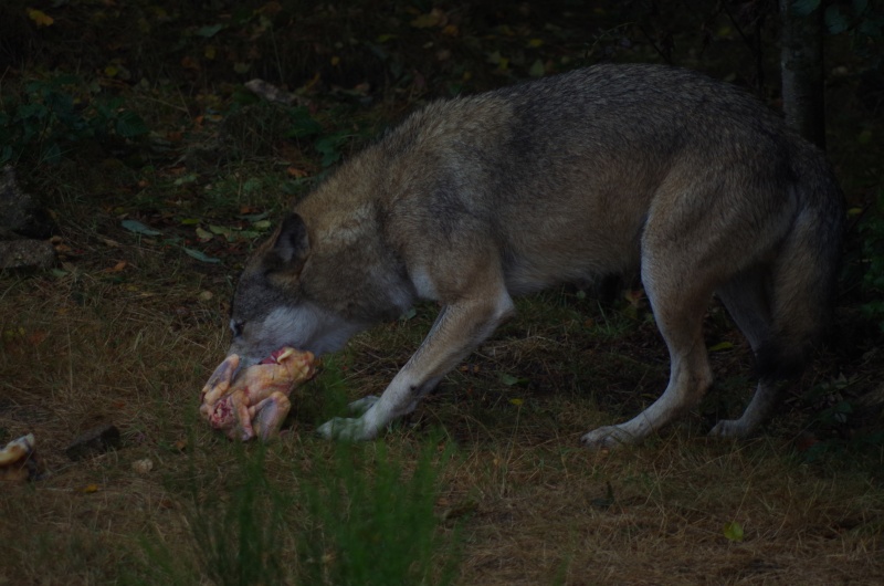 Les loups de Chabrières  Imgp1513