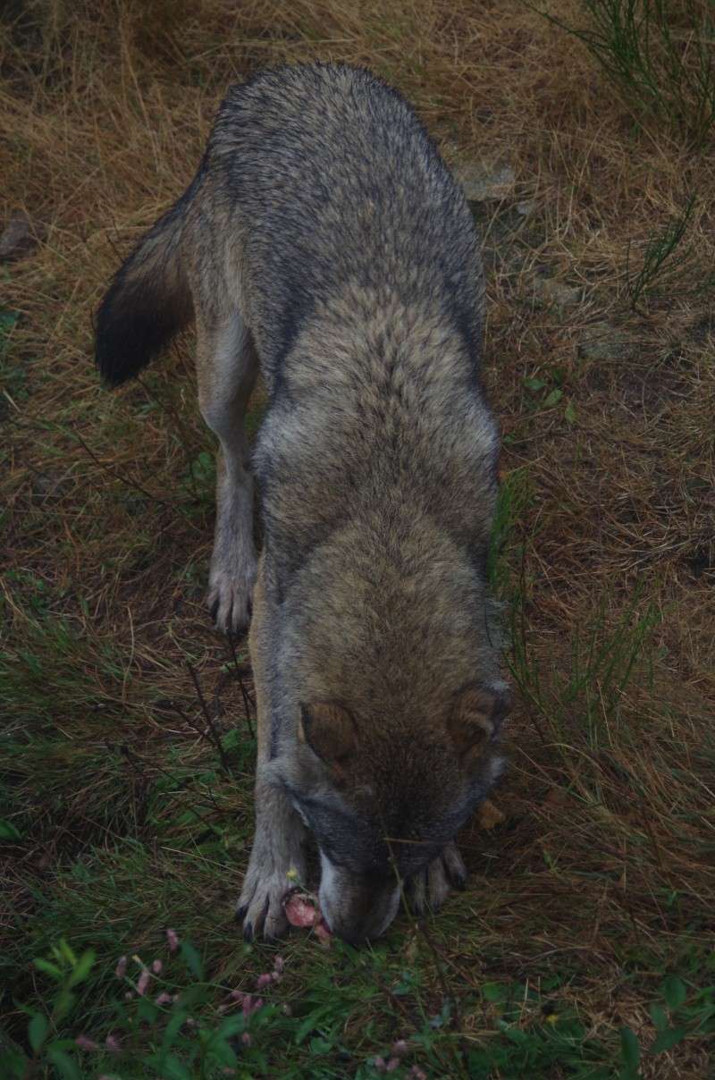 Les loups de Chabrières  Imgp1514