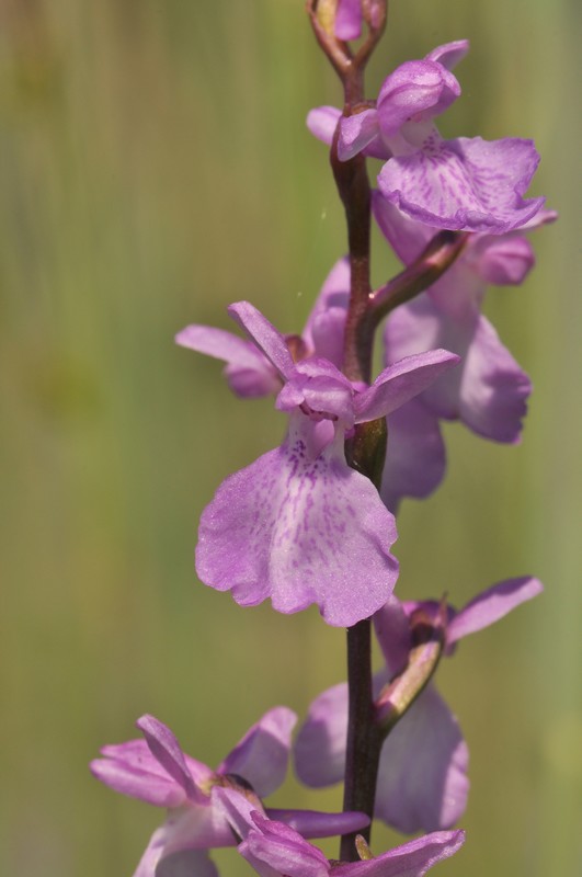 Anacamptis palustris Palust11