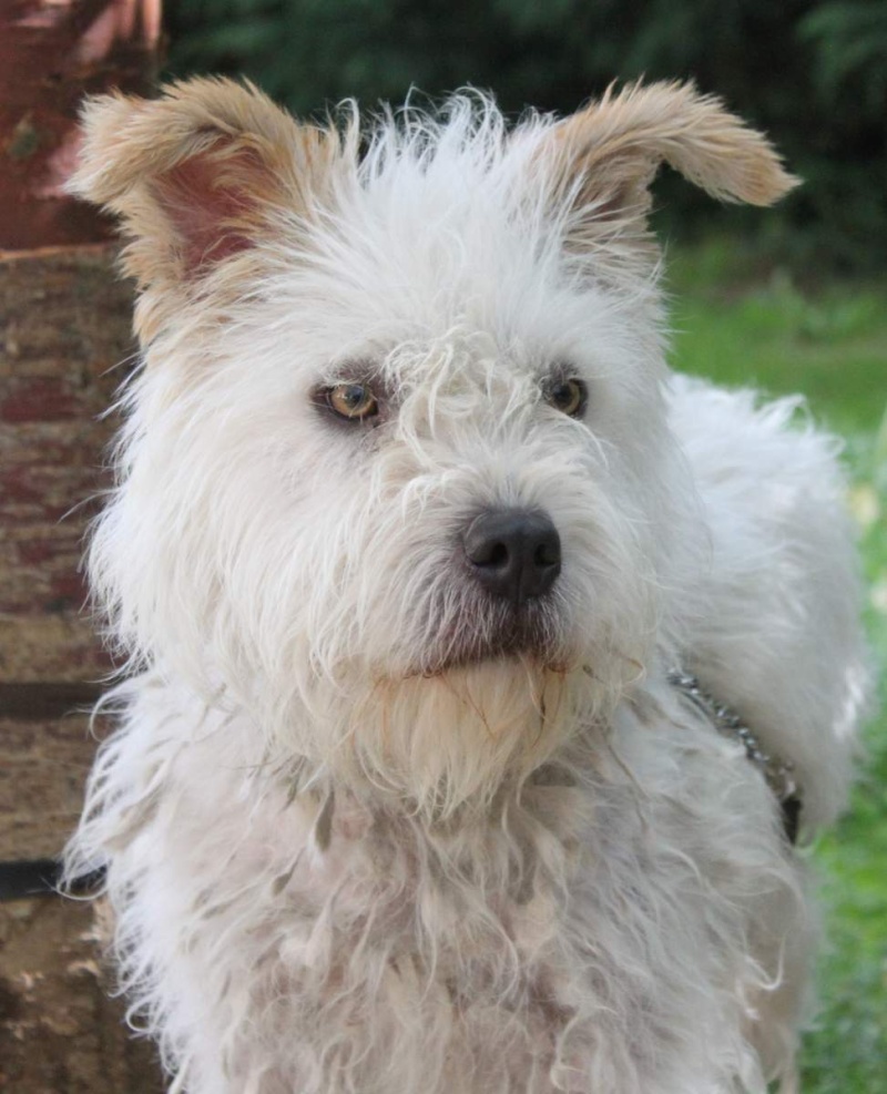 MILOU - x cairn terrier/griffon 2 ans - Spa de Chamarande (91) Chien210