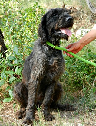 FRISKA  -  croisée Griffon  3 ans  -  SALON DE PROVENCE  (13) Friska10