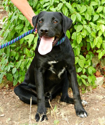 HELTON  -  croisé Labrador noir 3 ans   -  Spa de Salon de Provence (13) Helton10