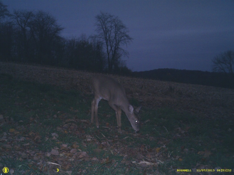 Bushnell TS !! 00214