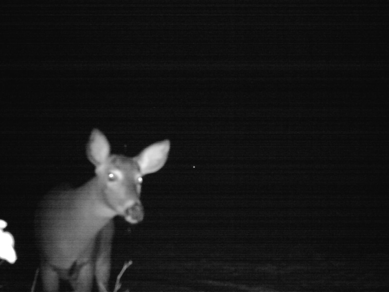 cool buck on the recon viper 01213