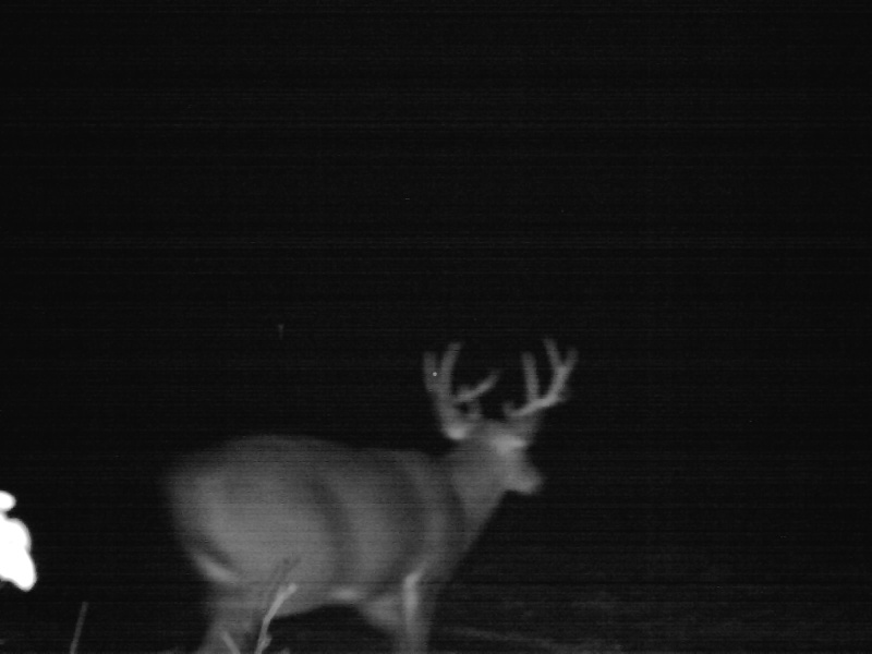 cool buck on the recon viper 01710