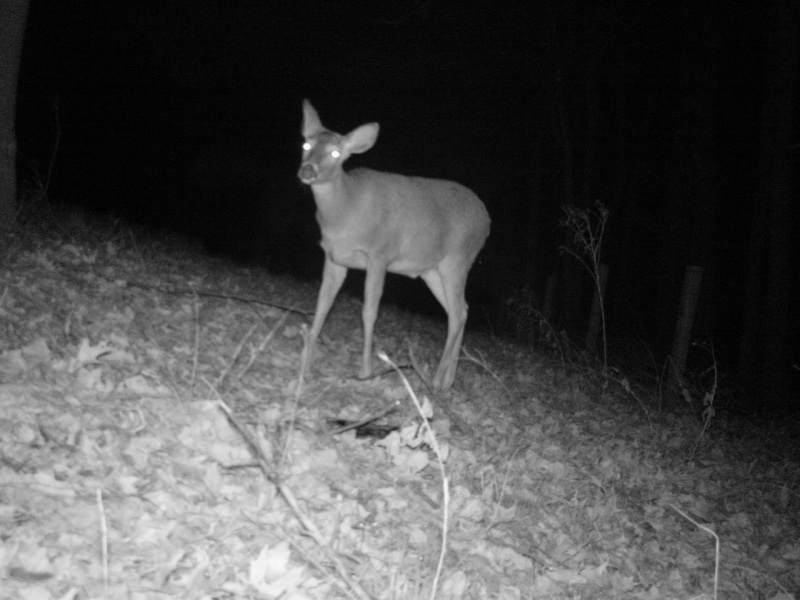 Stealth camera on the carcass pile  02211