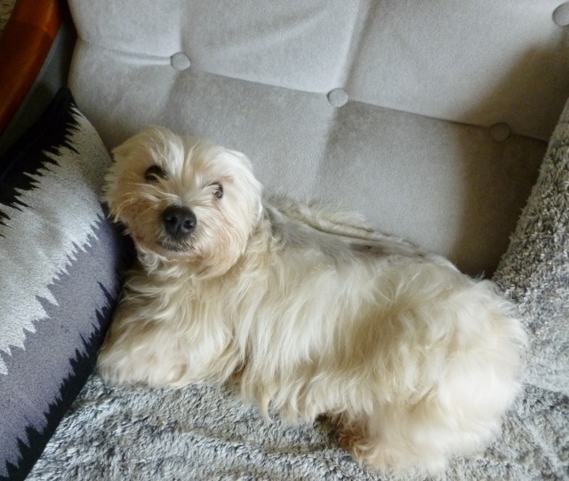 CHANEL (West Highland White terrier) 2014-016