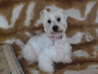 CHANEL (West Highland White terrier) - Page 2 2014-033