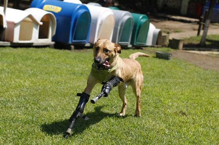 20 animaux handicapés retrouvent leur joie de vivre grâce à des prothèses conçues sur mesure  20-ani15