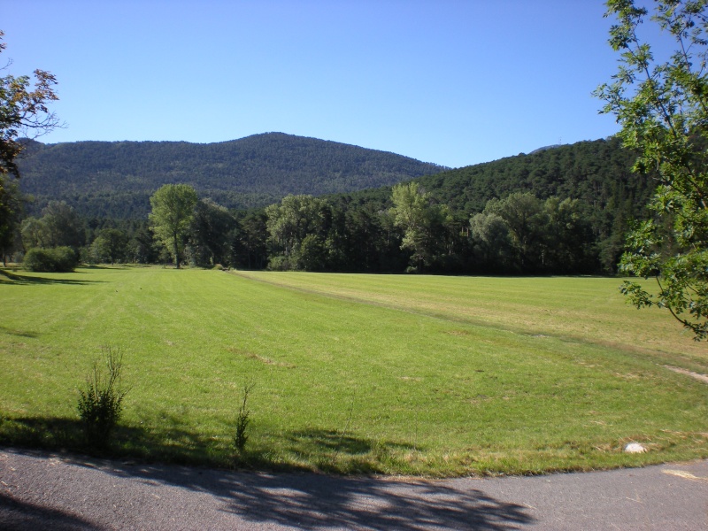 Se promener en forêt c'est bon pour la santé Champs10