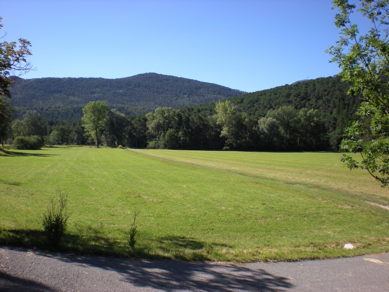 Se promener en forêt c'est bon pour la santé Champs10