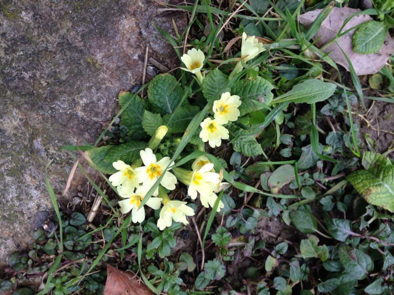 Frühling!!! - Seite 2 2014-070