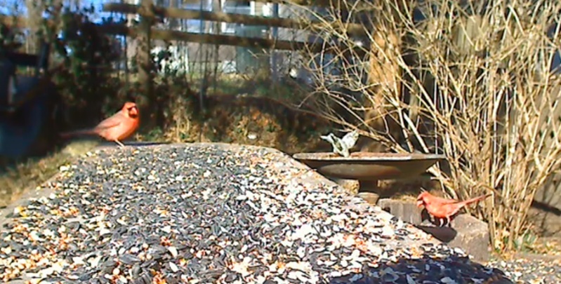 Wildtier-Livecams - Seite 6 Bildsc17