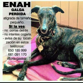 ENAH galga perdida en Vitoria Enah10