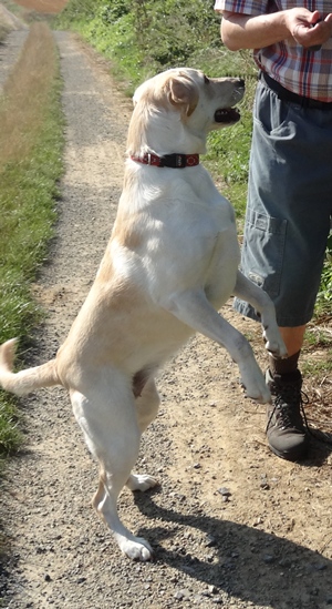 Téquila femelle type labrador sable de 2 ans. Adoptée (02) - Page 3 13082110