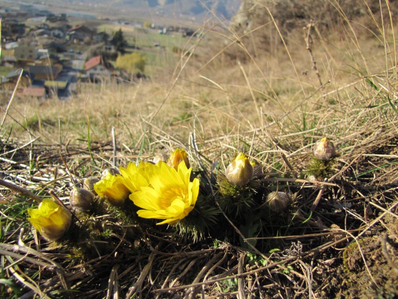 Le sud de la Suisse(Tessin et Valais) Img_4511