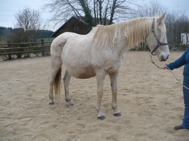 DUCHESSE - OI née en 1991 - accueillie en octobre 2014 chez Pech-Petit Duches13