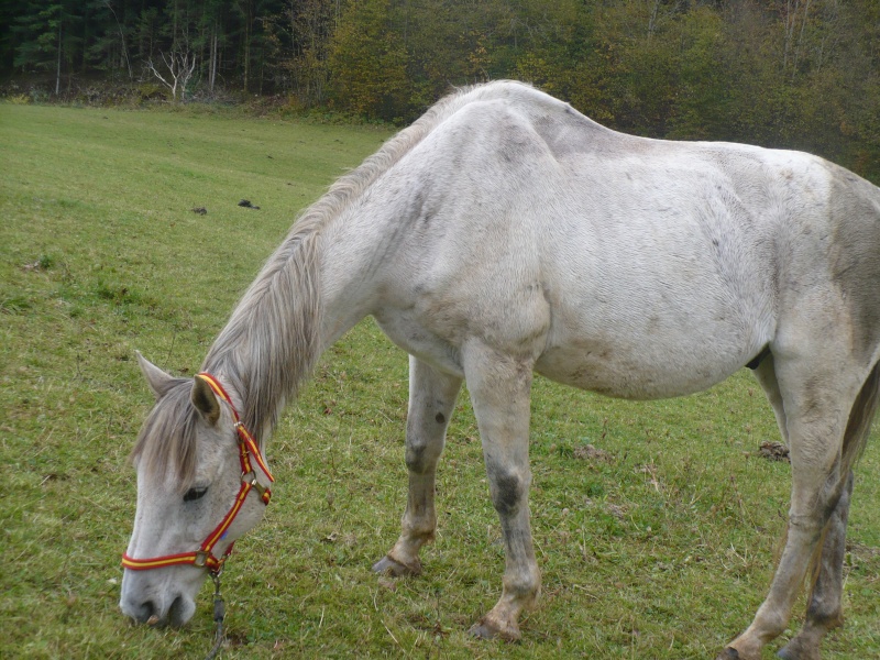 ERTON - SF né en 1992 - adopté en décembre 2013 par Isabelle - décédé en mai 2018 Erton_12