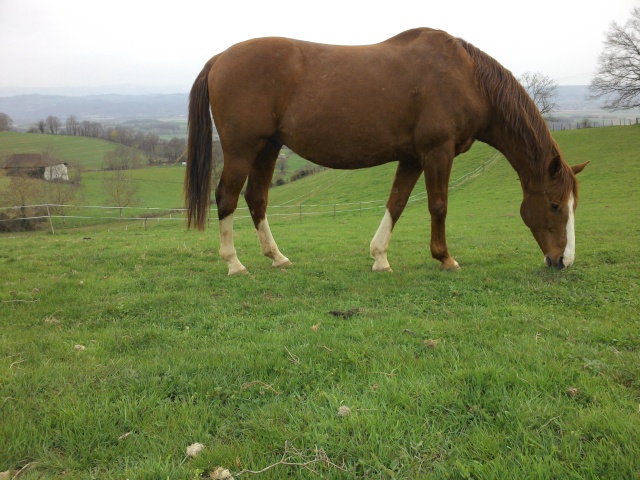 JADE - PP Percheron née en 1997 - adoptée en janvier 2013 par Helline 28 (ex Undicci) - Page 7 Img_2035