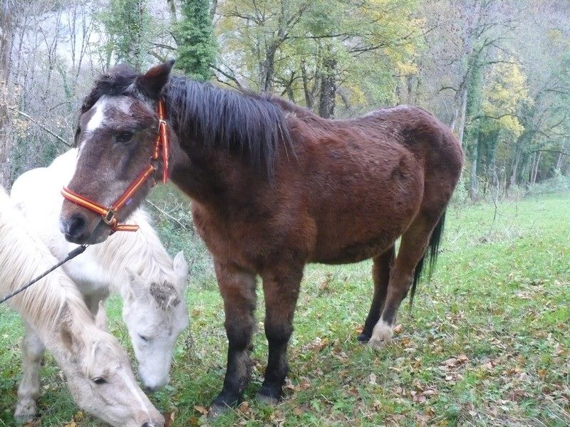 SAFRAN - Welsh Pony né en 1984 - adopté en janvier 2015 par Fabienne Safran10