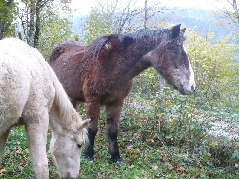SAFRAN - Welsh Pony né en 1984 - adopté en janvier 2015 par Fabienne Safran13