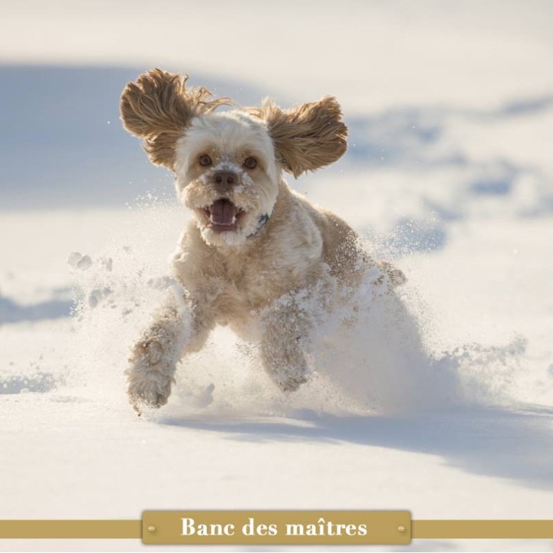 concours photo #8 : les animaux et l'hiver   15038910