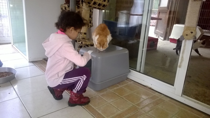 les chats aiment Kimia et ses gateries Wp_20151