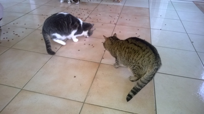 les chats aiment Kimia et ses gateries Wp_20152