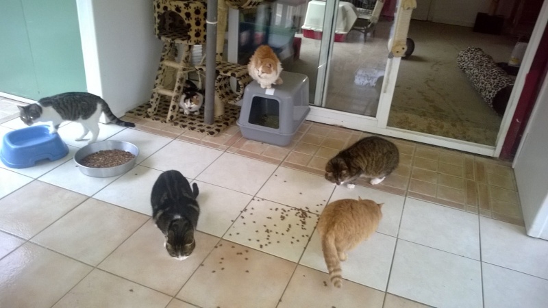 les chats aiment Kimia et ses gateries Wp_20153