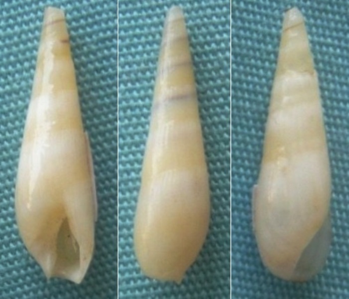 Hastula aciculina (Lamarck, 1822) 00612-10