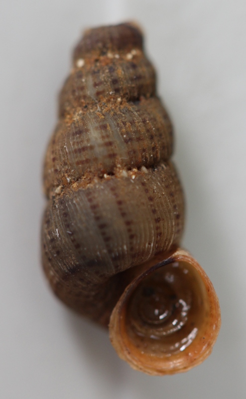 Chondropoma crenulatum (Potiez & Michaud, 1838) 110