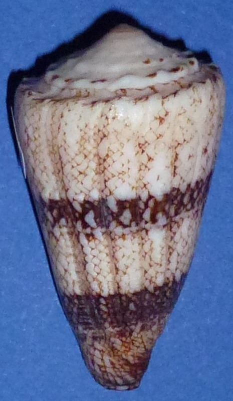 Conus (Conus) araneosus  [Lightfoot, 1786]  1161_a10