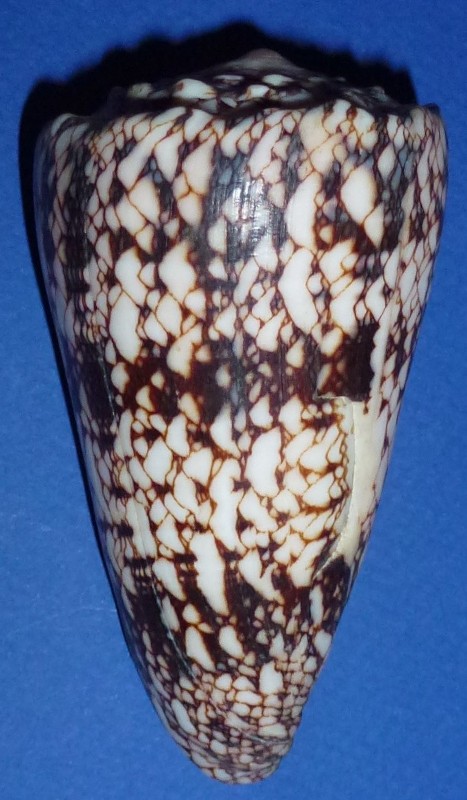 Conus (Conus) araneosus  [Lightfoot, 1786]  1162_a10