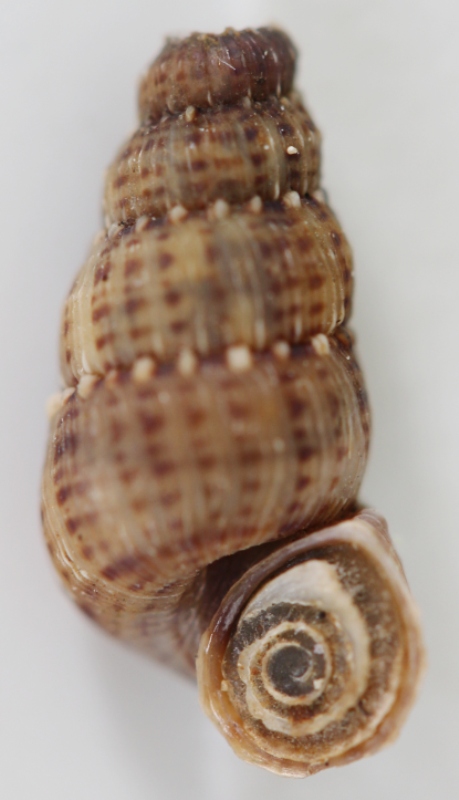Chondropoma crenulatum (Potiez & Michaud, 1838) 210