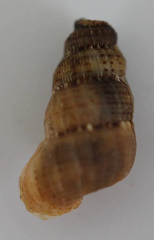 Chondropoma crenulatum (Potiez & Michaud, 1838) 310