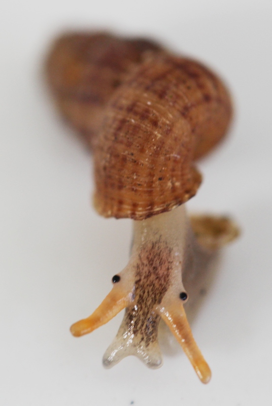 Chondropoma crenulatum (Potiez & Michaud, 1838) 410
